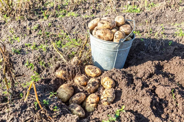 Nieuwe Aardappeloogst Een Aardappelveld Vers Gegraven Biologische Aardappelen Van Nieuwe — Stockfoto