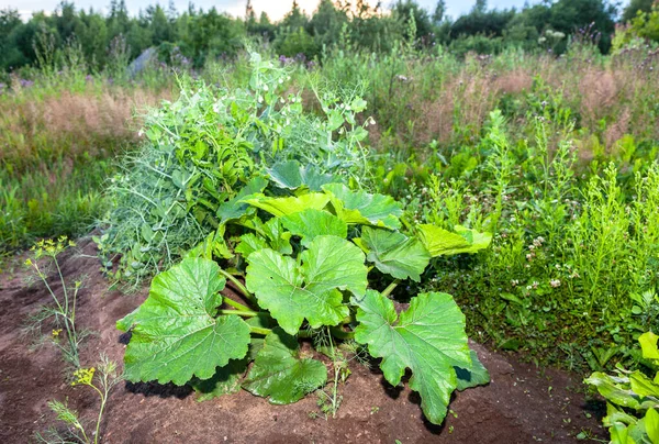 Zucchini Large Green Leaves Growing Vegetable Garden Summer Environmental Vegetables — Stock Photo, Image