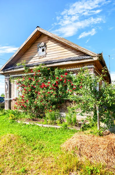 Rote Rosen Blühen Der Fassade Eines Alten Holzhauses Dorf — Stockfoto