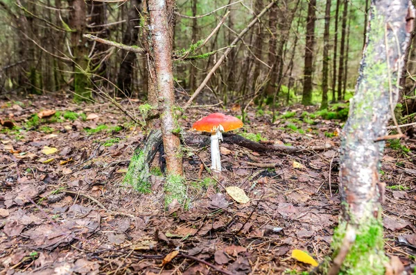 Champignon Agarique Mouche Rouge Dans Forêt Champignon Amanita Toxique — Photo