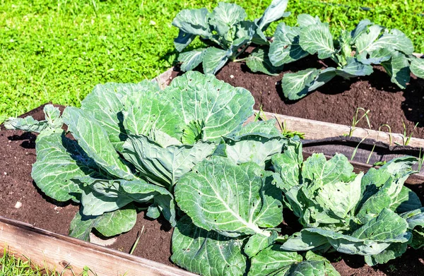 Junger Grünkohl Wächst Gemüsegarten — Stockfoto