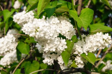 Tomurcuğu genç bush üzerinde büyüyen bir net plan beyaz leylak