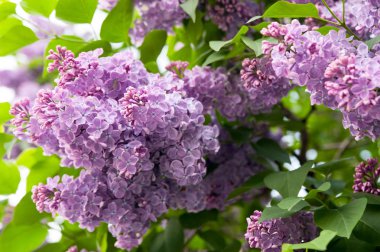 Gree çerçevede çiçek açması leylak tomurcukları