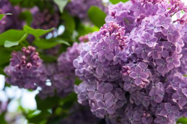 Yemyeşil mor bud çiçek leylak arka plan yeşil yaprakların üzerinde.