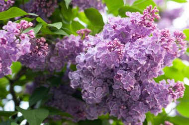 Yemyeşil bud çiçek leylak arka plan yeşil yaprakların üzerinde.