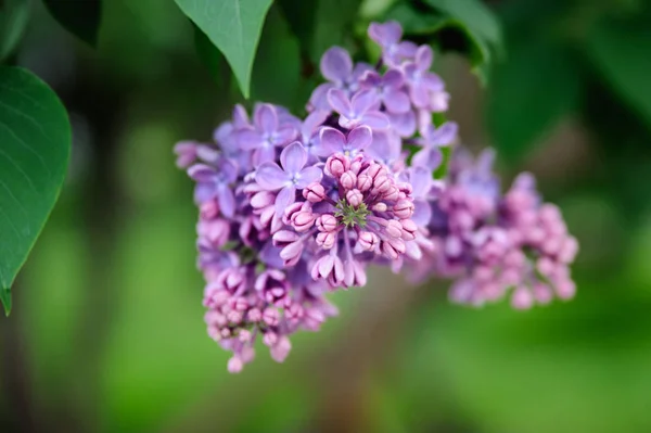 A bud of purple lilac in a crisp plan, growing on a young bush. — Stock Photo, Image