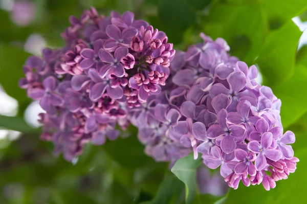 Two buds of purple Lilac against the background of young leaves. — Stock Photo, Image