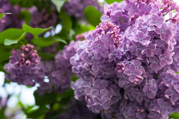 Lush purple bud blooming lilac on a background of green leaves. — Stock Photo, Image