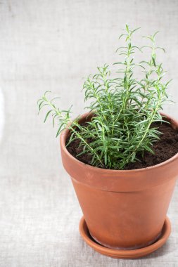 Toprak kap içinde genç biberiye