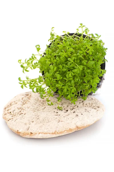 Fresh Cress Salad (Lepidium sativum) on a white background — Stock Photo, Image