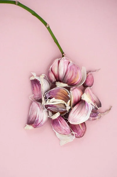 Diş sarımsak ve orkide yumuşak pembe üzerinde genç Şubesi — Stok fotoğraf
