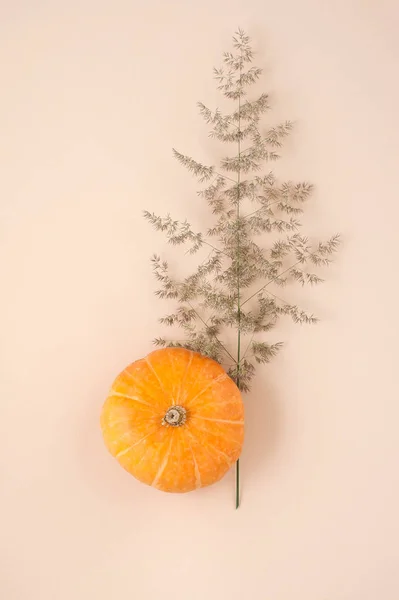Oranžové dýně close-up a větve suché rostliny na světle bei — Stock fotografie