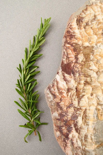 一枝新鲜的迷迭香和天然的海石灰糊 — 图库照片