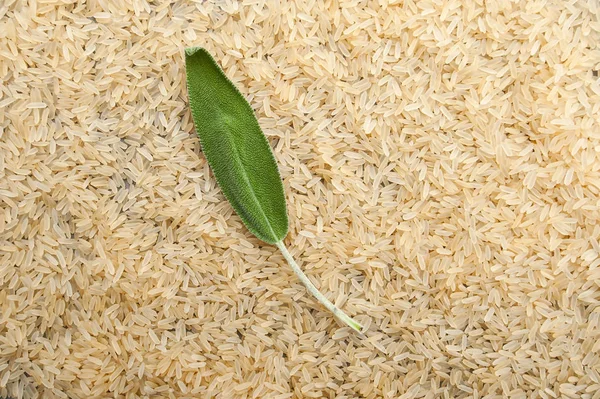 Hoja de salvia fresca sobre un fondo de cereales de arroz —  Fotos de Stock