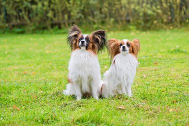 Papillon purebreed köpekler portresi