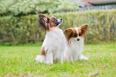 Papillon purebreed köpekler portresi
