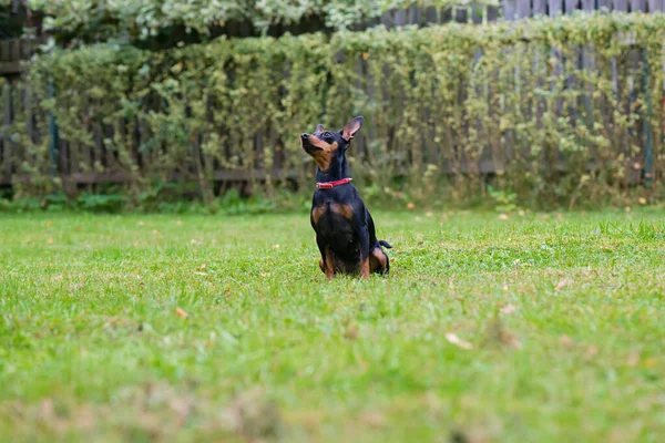 Portréja egy vörös törpe pinscher kutya — Stock Fotó