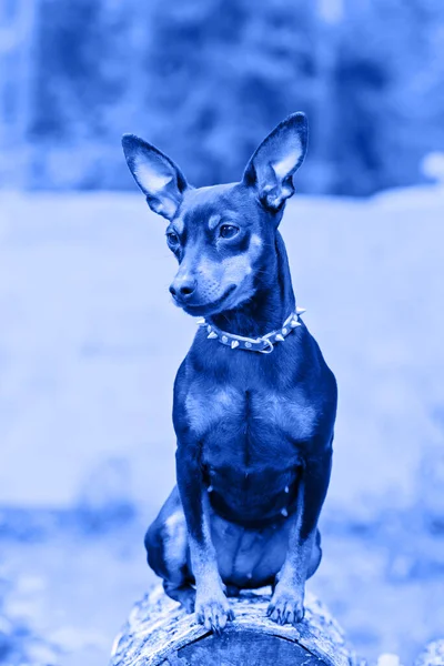 Portret miniaturowego psa pinschera. Niebieskie stonowane. — Zdjęcie stockowe