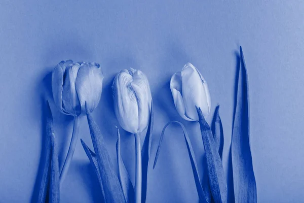 Drei Tulpen. blau getönt. — Stockfoto