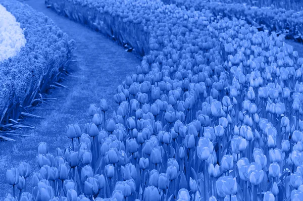 Des parterres de tulipes. Bleu tonique . — Photo