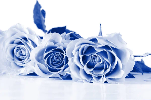 Пастельные розы. Синий оттенок . — стоковое фото