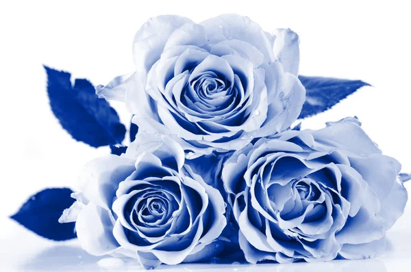 BLUE ROSE ice rose blue winter HD wallpaper  Peakpx