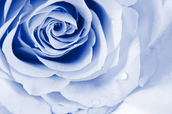 Rosas de color pastel. Azul tonificado . —  Fotos de Stock
