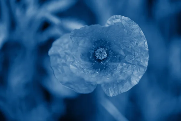 Macro shot de coquelicots — Photo