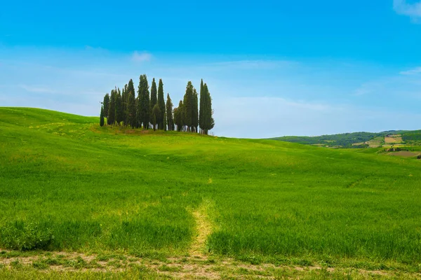 トスカーナのイタリアのサイプレスと美しい春のミニマルな風景 — ストック写真