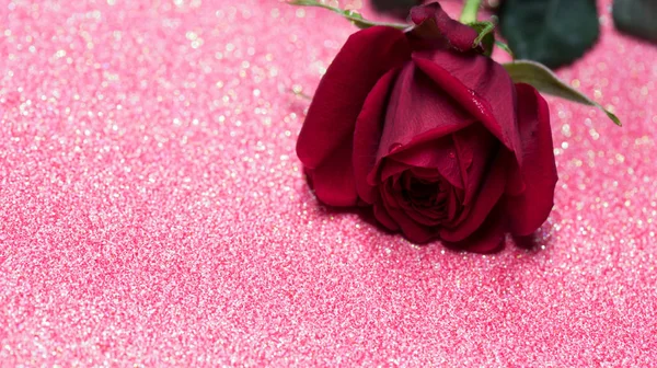 Rosa sobre fundo abstrato rosa com bokeh — Fotografia de Stock