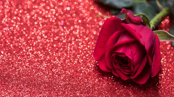 Rosa sobre fondo abstracto rojo con bokeh —  Fotos de Stock