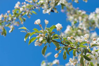 Prunus kuş kiraz, makro