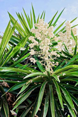 Yucca bitkisi. Uzun yeşil yapraklı beyaz egzotik çiçekler