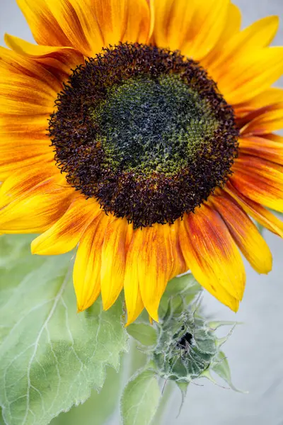 Blooming sunflower and bud. — Stock Photo, Image