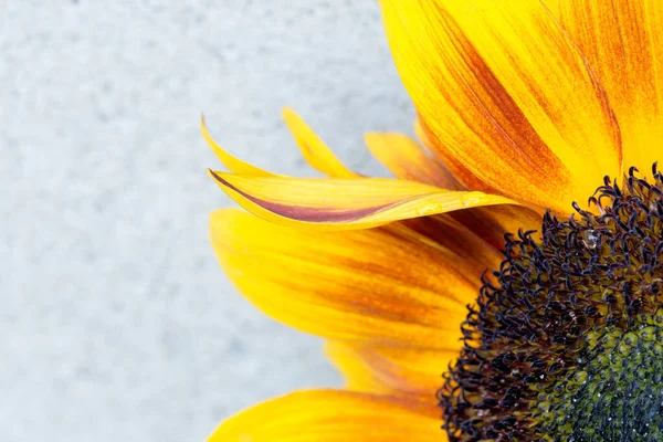 Macro shot of blooming sunflower — Stock Photo, Image