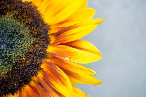 Macro shot of blooming sunflower — Stock Photo, Image