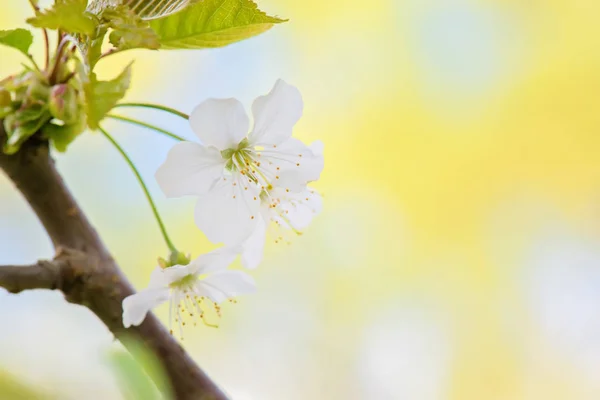 Blossom of apple tree, macro — Stock Photo, Image