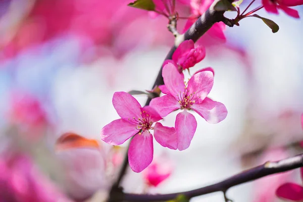Pink flowers on the bush. Shallow depth of field. — Stock Photo, Image