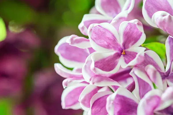 ライラックの花のマクロ撮影 — ストック写真