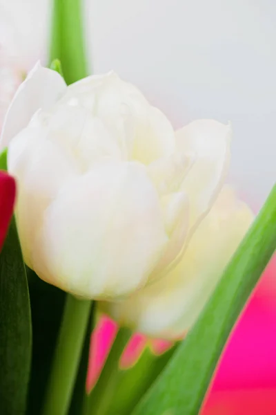 Снимок красивых цветов макро тюльпанов — стоковое фото