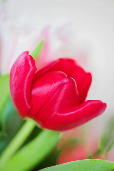 Tiro de hermosas flores de tulipán macro —  Fotos de Stock