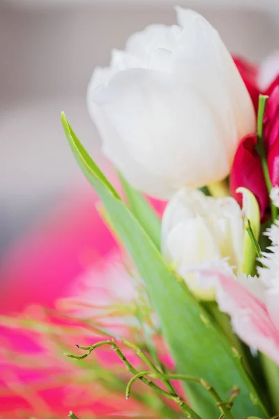 Skott av vackra makro tulpan blommor — Stockfoto