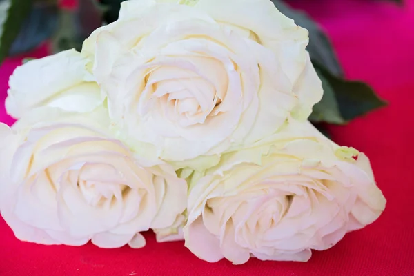 Три Свежих Белых Розы Розовом Фоне — стоковое фото