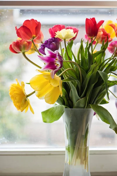 花瓶里的郁金香五彩斑斓 背景上的窗户 — 图库照片