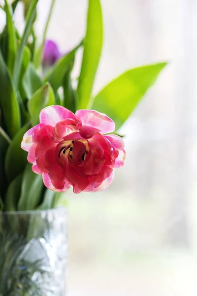 花瓶里的粉红色郁金香 背景上的窗户 — 图库照片
