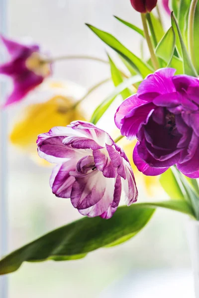花瓶里的郁金香五彩斑斓 背景上的窗户 — 图库照片