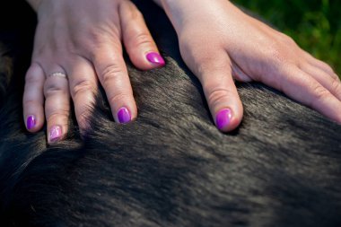 İnsan eli köpek masajı yapıyor.
