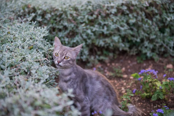 Kot na Dubrowniku, Chorwacja — Zdjęcie stockowe