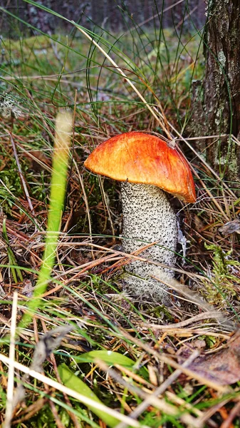 Orange cap boletus on grass. Shallow depth of field. Focus on the hat