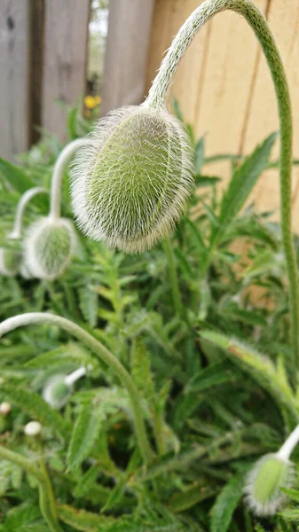 Amapola Sin Soplar Sobre Fondo Borroso Verde Primavera — Foto de Stock